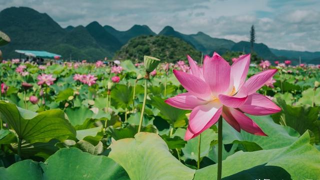 关于小暑节气的古诗词
