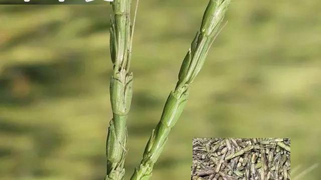 麦田杂草野燕麦生物学特性