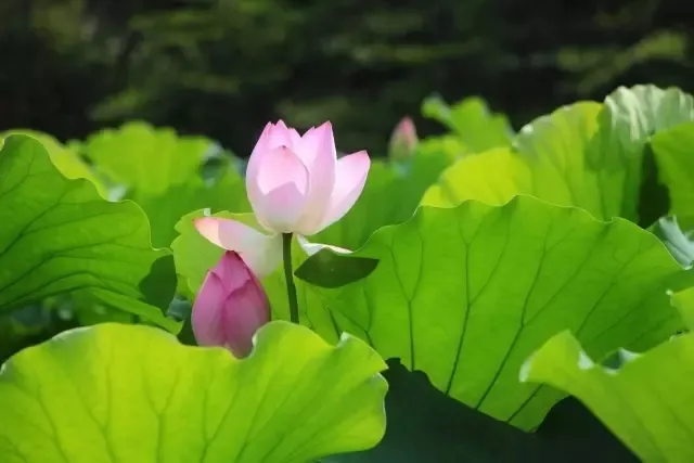 关于小暑的文章段落，有关小暑黑板报的文案