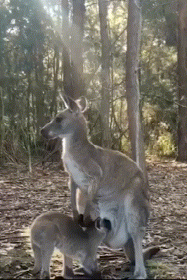 爆笑GIF动态图：好人太难了，让她男友追了整整三条街