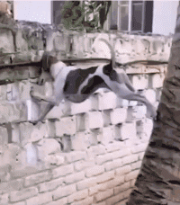 爆笑动图GIF图片：邻居吵架，抓到一只爱看热闹的狗子！