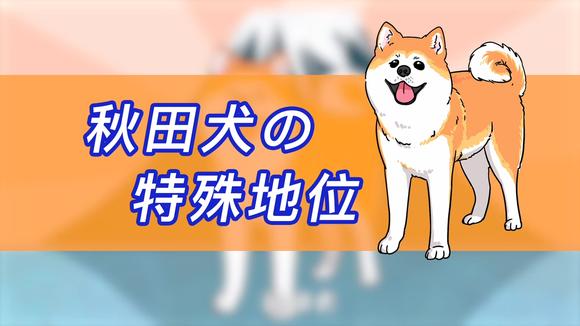 秋田犬 动物 头条百科