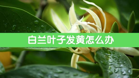 白兰花 木兰科含笑属植物 头条百科